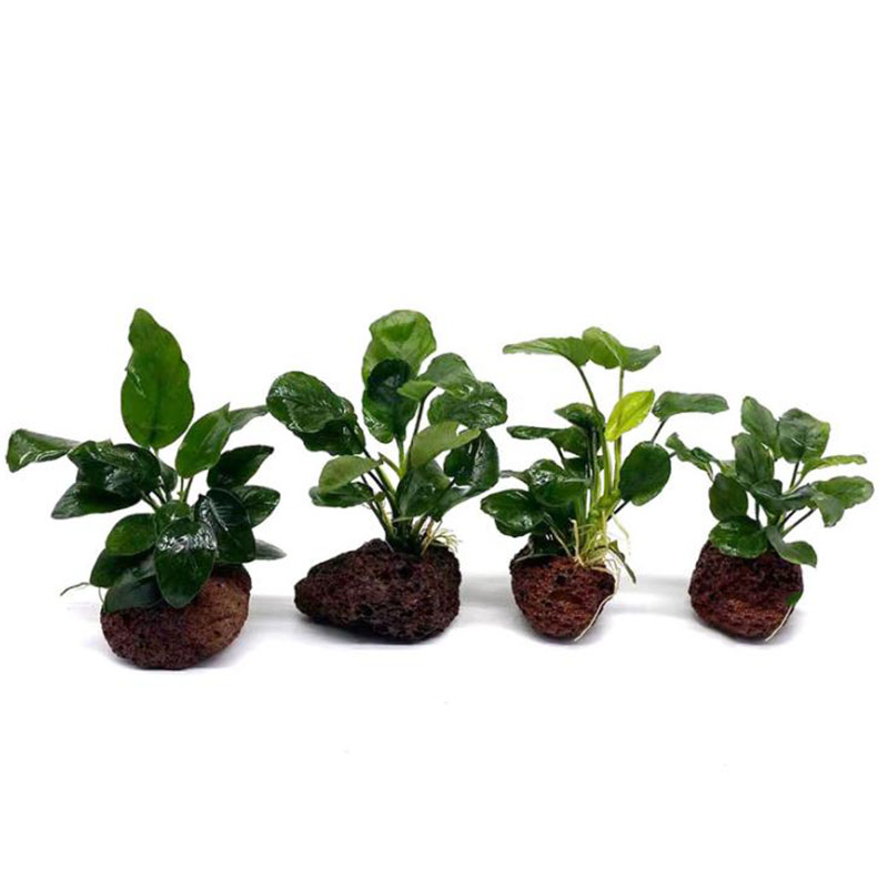 Volcanic Aquarium Decoration F - Aquarium Fish Black recension och pris