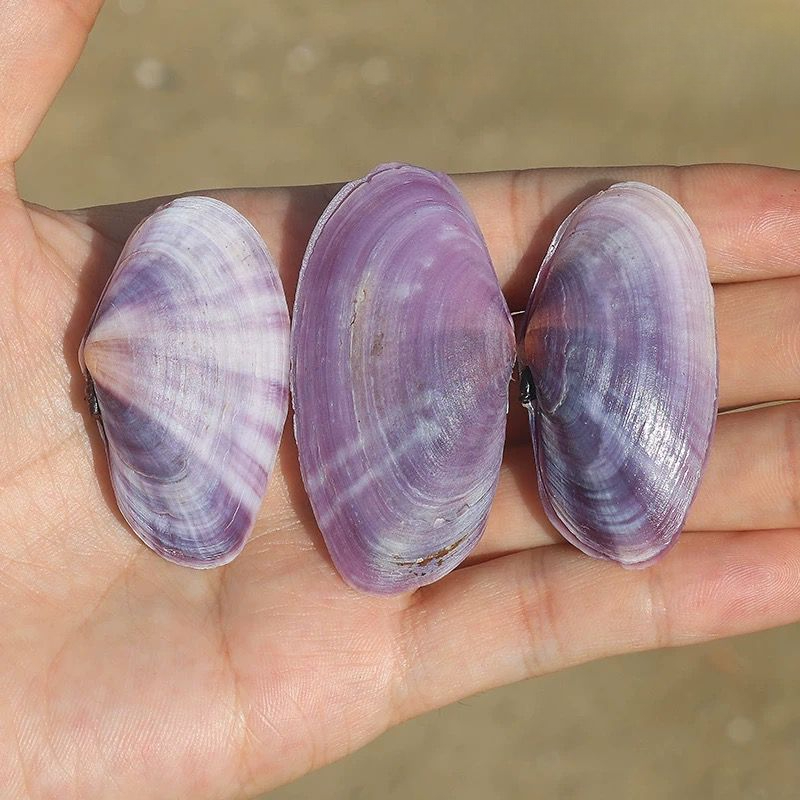 Long Purple Clam Natural Conch - Aquarium Fish Types recension och pris