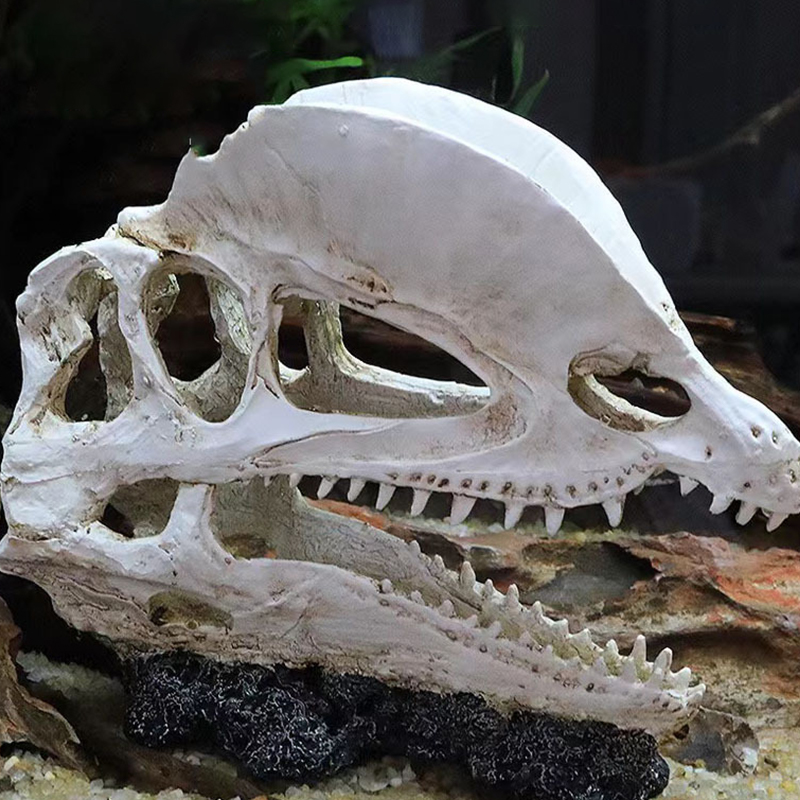 Dinosaur Skull Model Velocirap - Aquarium Fish Diseases recension och pris